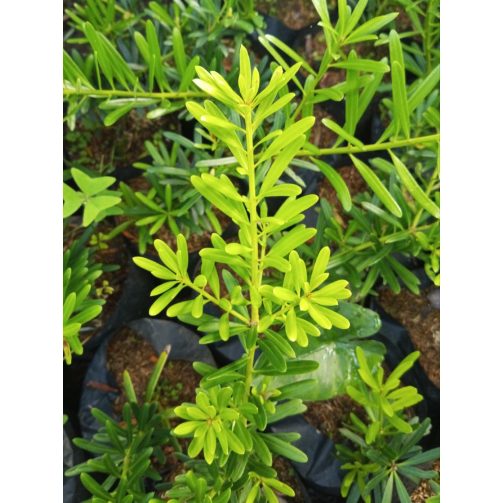 Lohansung Kapsul/Mawar Rimbun Ukuran ±30 Cm Dari Akar - Bahan Bonsai Lohansung Mawar Rimbun Siap Pro