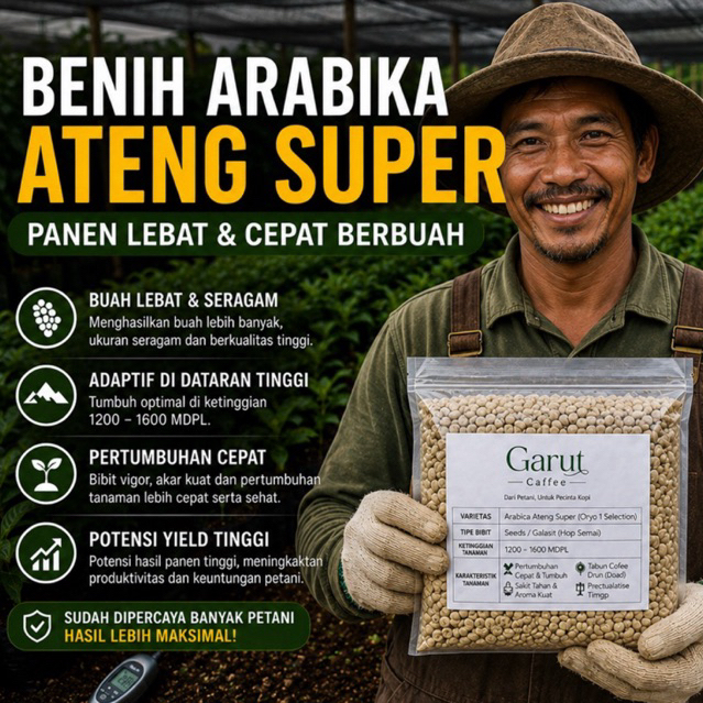Biji Benih Kopi Arabica Gayo 1 Kg