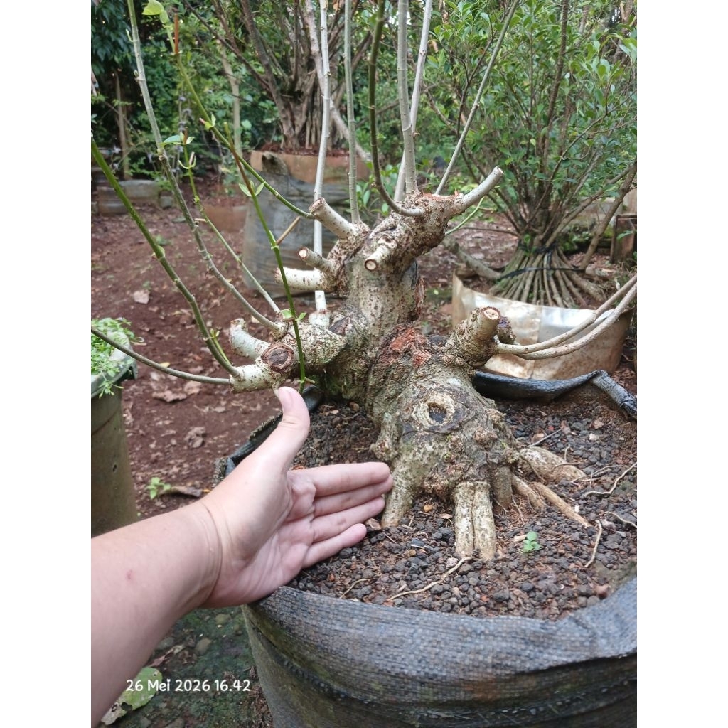 bahan bonsai waru lokal unik