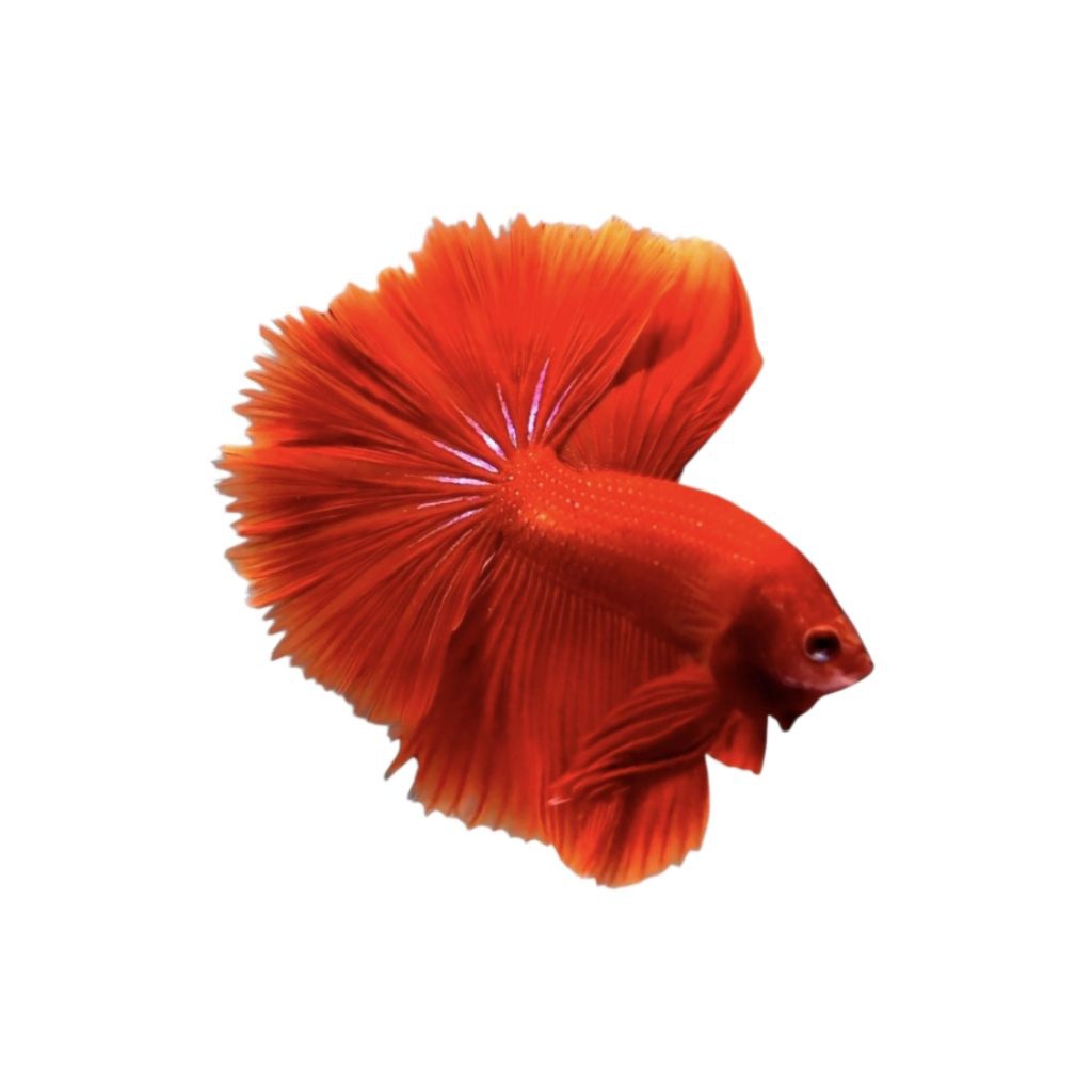 CUPANG HM SUPER RED + HALFMOON SUPER RED GRADE A+