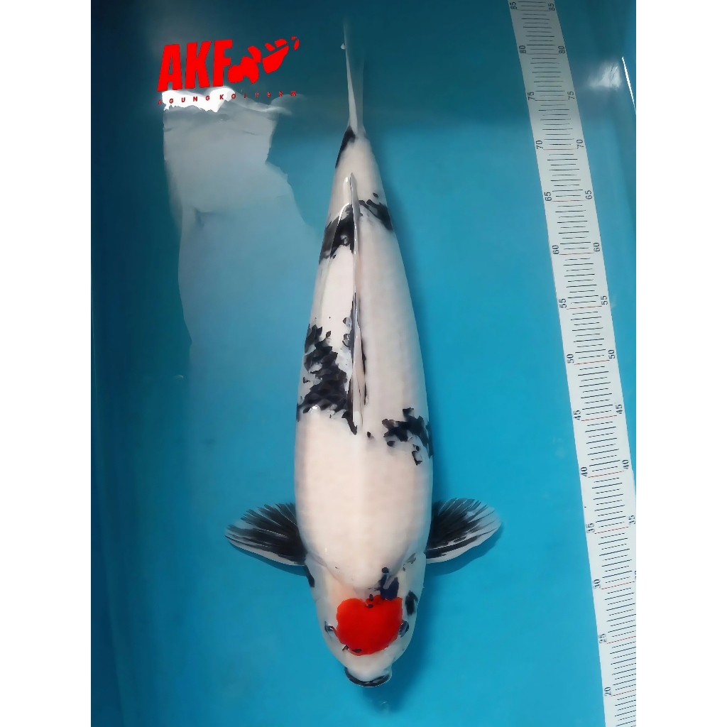 Koi Tancho Showa AKF M57cm JANTAN berpunuk good body patern & motoguro High Quality