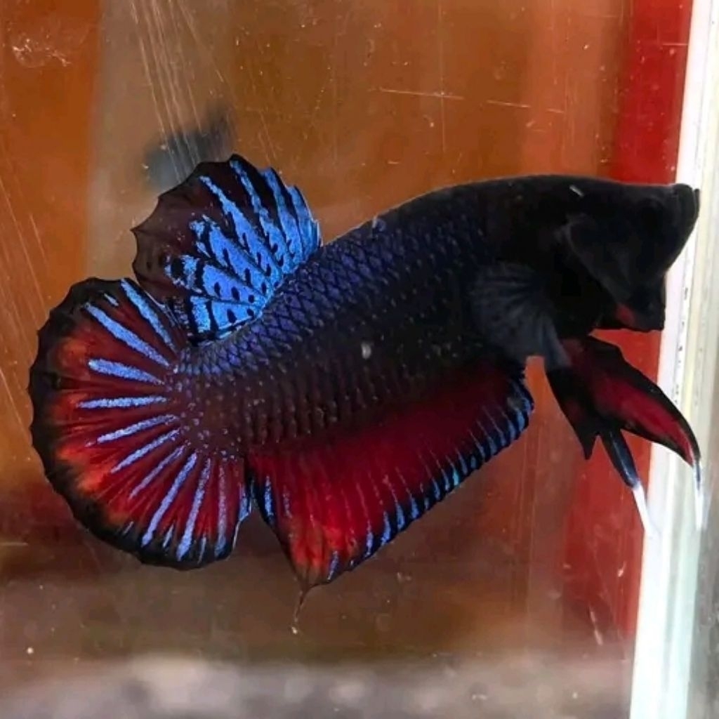 BAGAN ADUAN GALAK