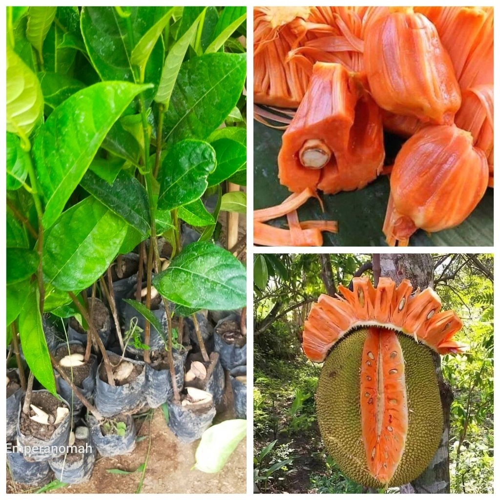 bibit nangka merah/nangka merah/bibit tanaman nangka merah