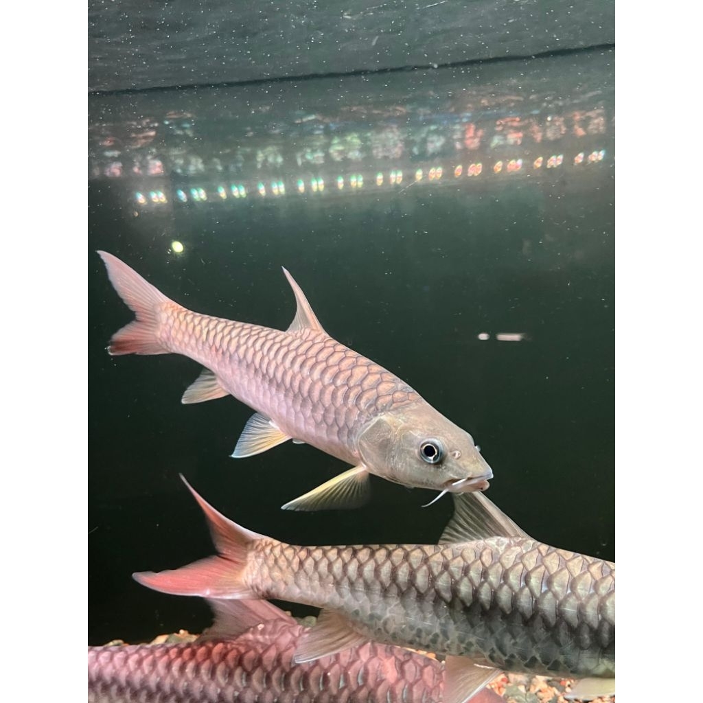 Tor Putitora baby(Vitamin ikan)