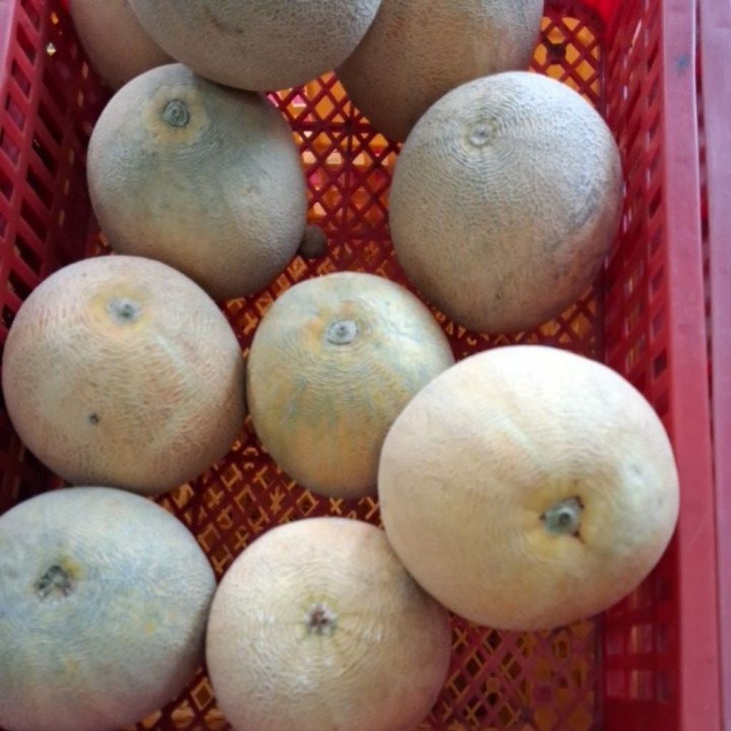 Melon Pertiwi Manis
