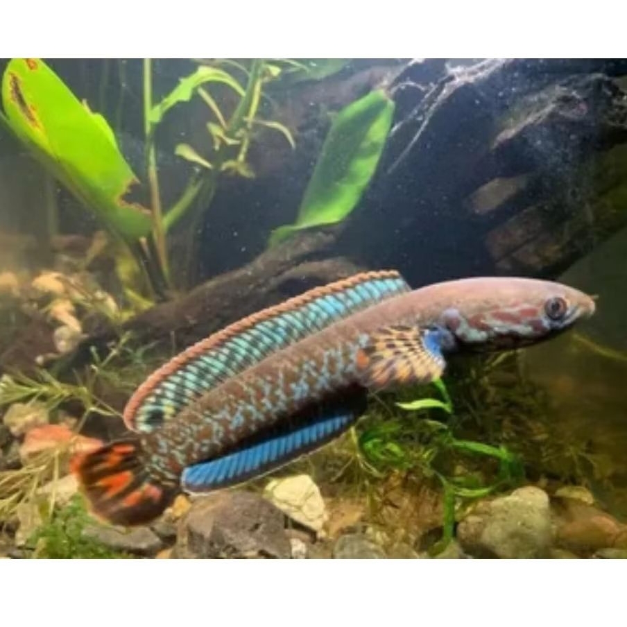 Chana bleheri size 3-6cm ful pakan (2 ekor)