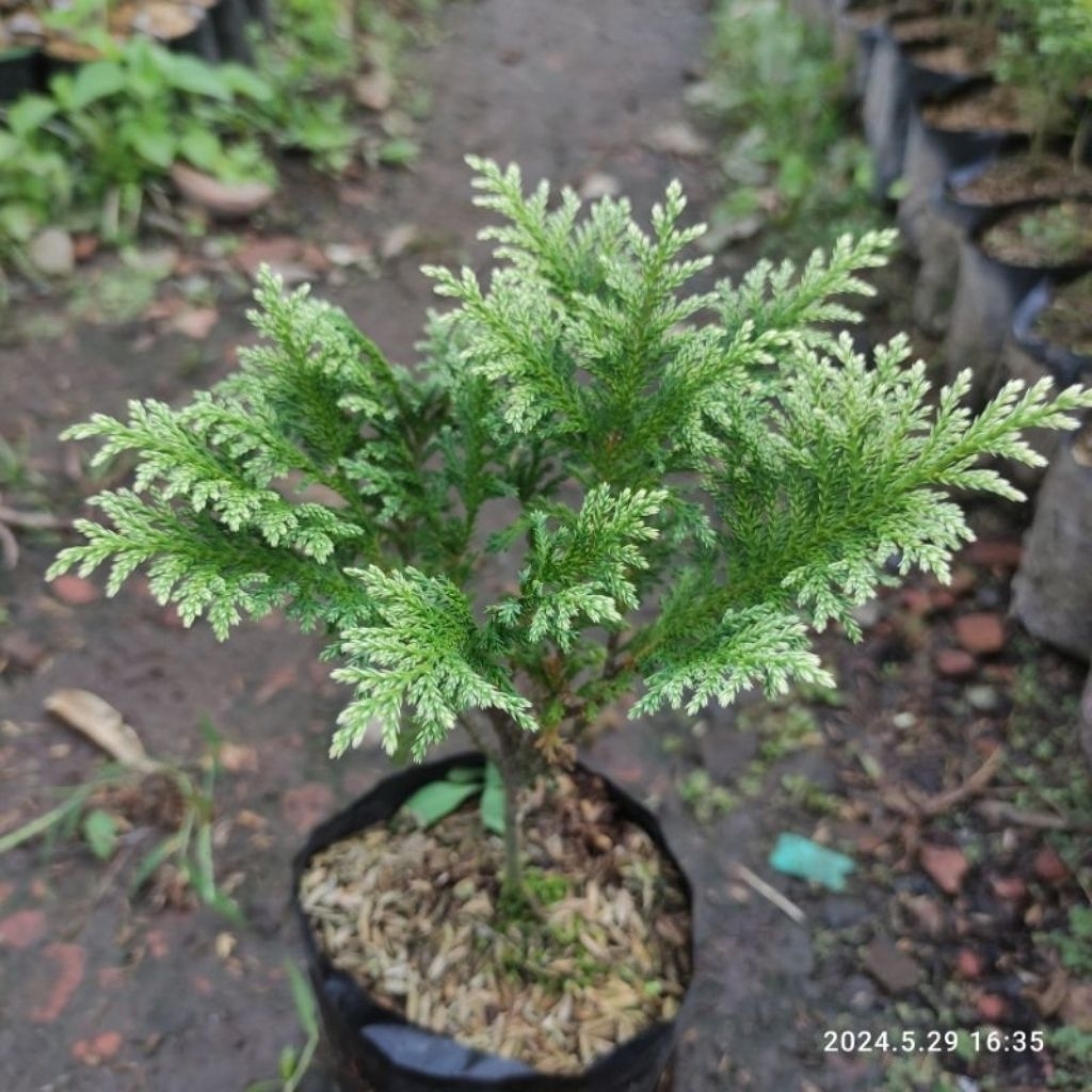 PROMO COD Tanaman hias Cemara inoki putih - bibit Cemara inoki putih - bahan bonsai Cemara - bibit b