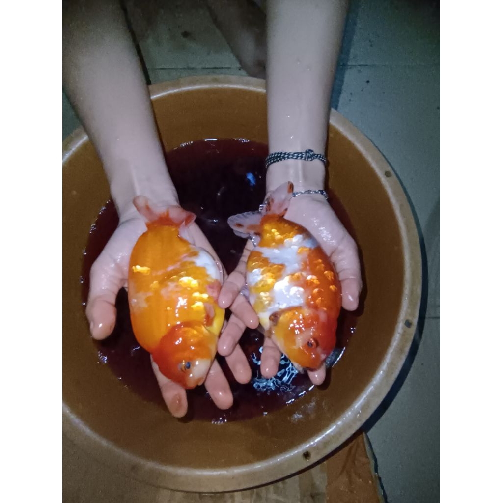 Ranchu Gen buffalo 14-16cm-+