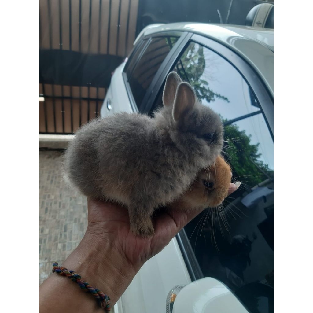 kelinci Nederland dwarf (Kelinci ND)