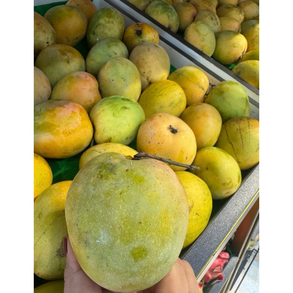 Mangga Gedong Gincu Matang Pohon