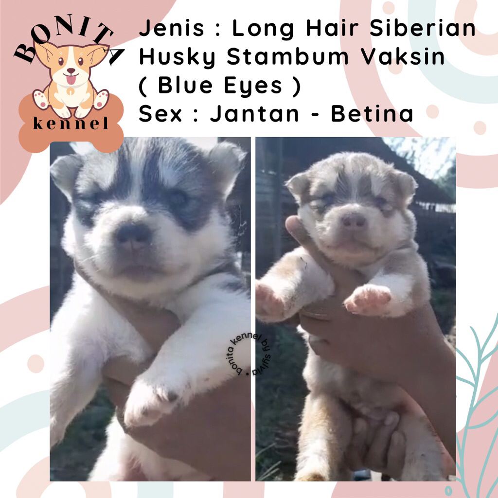 Long Hair Siberian Husky Stambum Blue Eyes Jantan Flip Flop Betina Anak Anjing Husky
