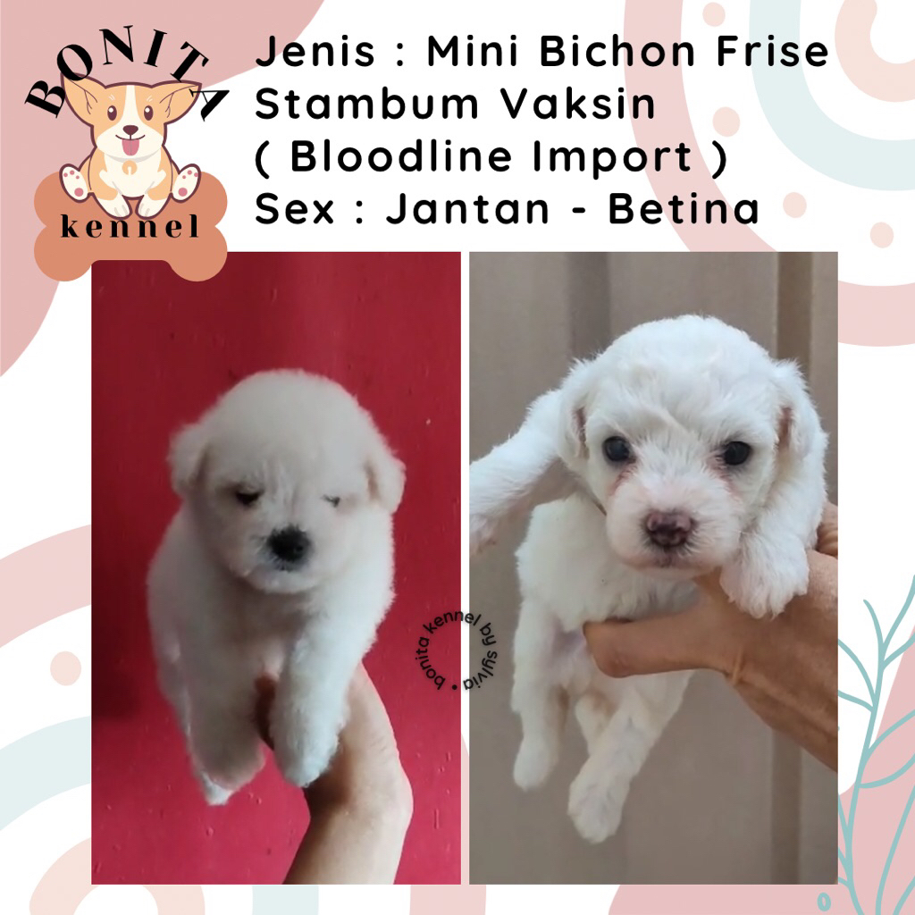 Mini Bichon Frise Stambum Jantan Betina Anak Anjing Bichon Korea
