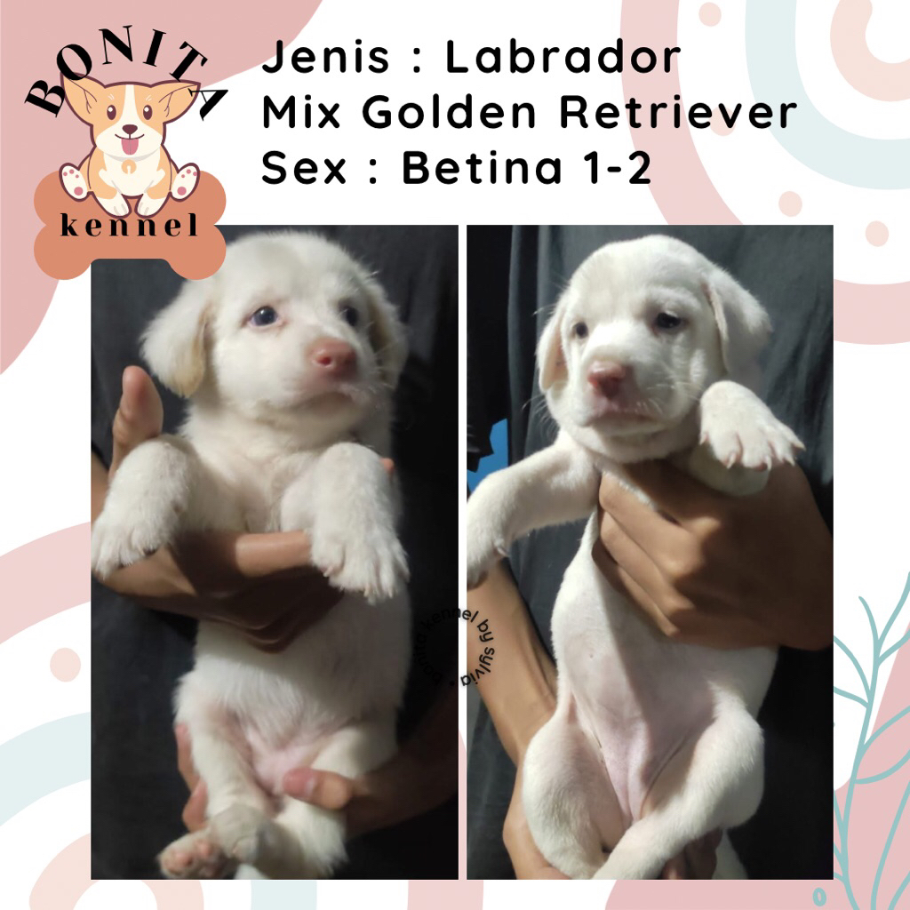 Labrador Mix Golden Retriever Anak Anjing Labrador Mix Golden Jantan Betina
