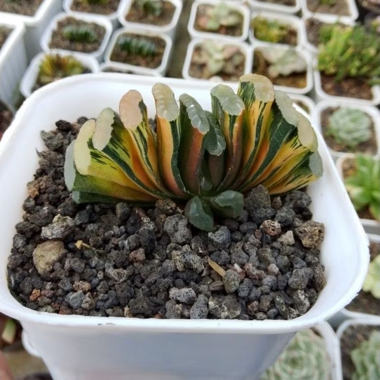 TANAMAN HIAS SUKULEN HAWORTHIA TRUNCATA VARIEGATA