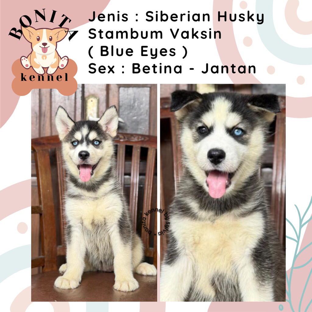 Siberian Husky Stambum Anak Anjing Husky Grey Red Cooper