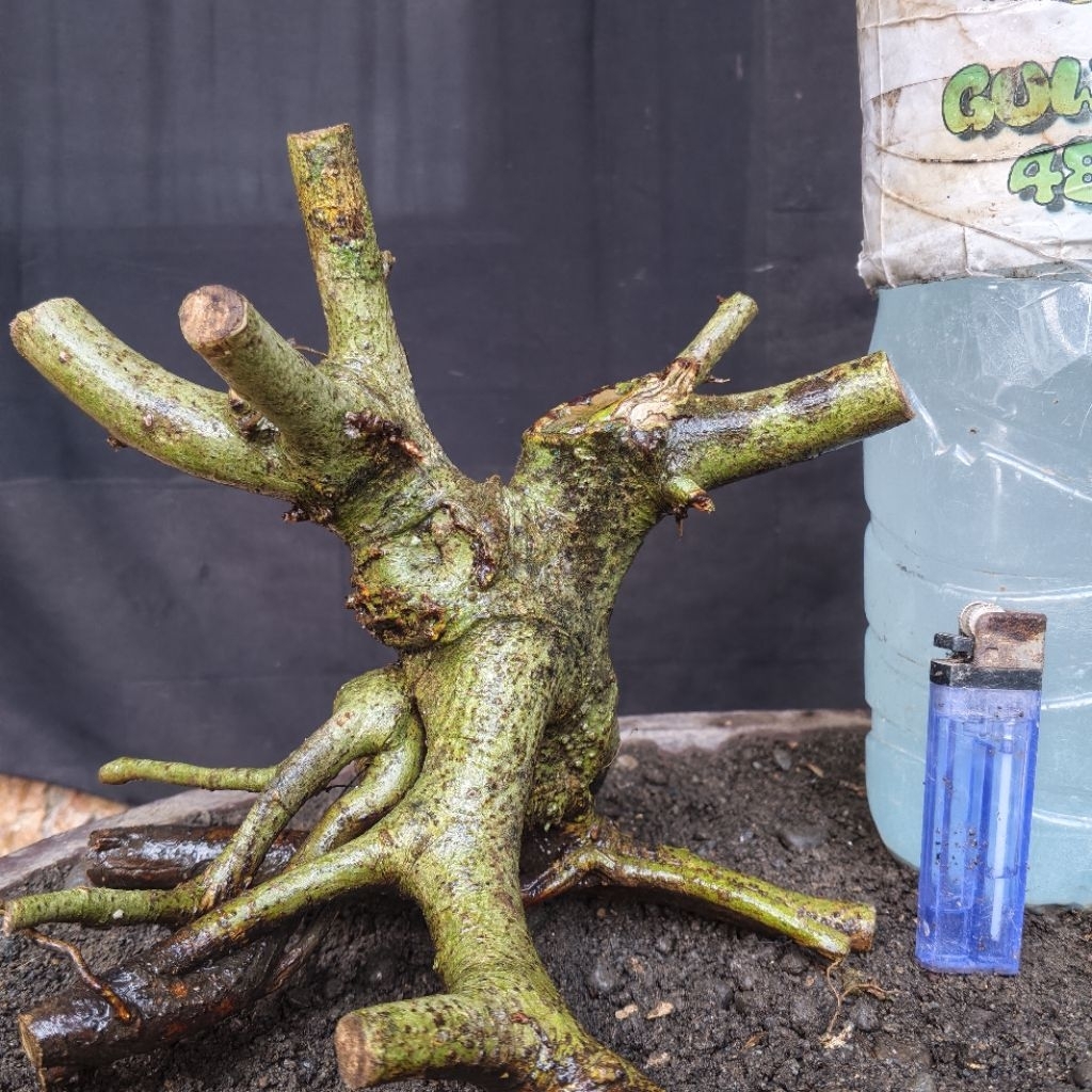 Bahan Bonsai Amplas Taiwan Programan Bogel Formal Small Size Real Pict
