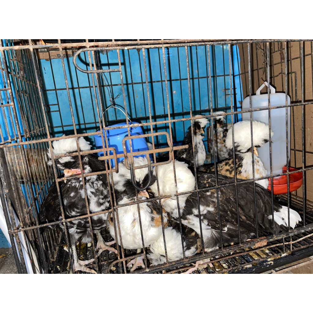anak ayam POLANDIA 3 bulanan