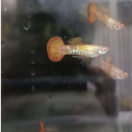 Hiasan Aquarium Albino Medusa Roundtail 1 pair