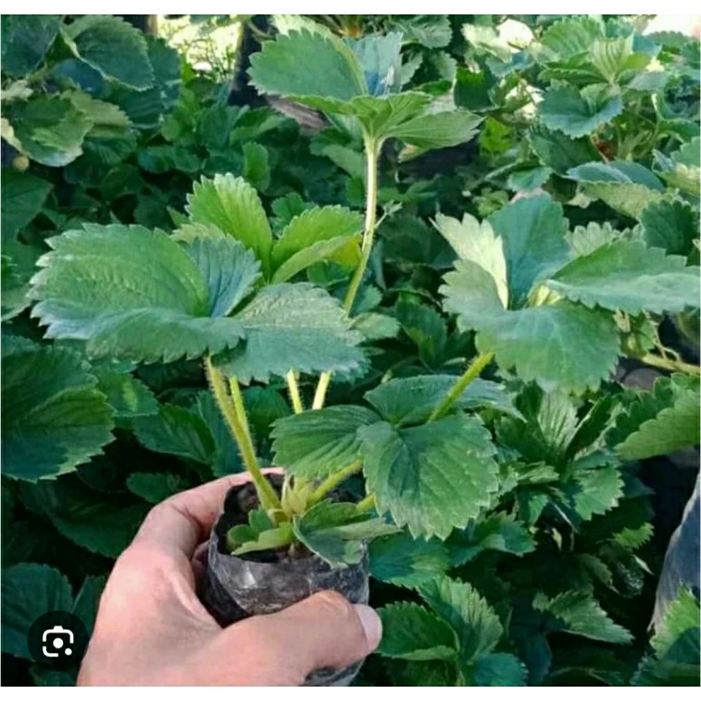 Bibit Buah Stroberi Jumbo Taiwan Berkualitas
