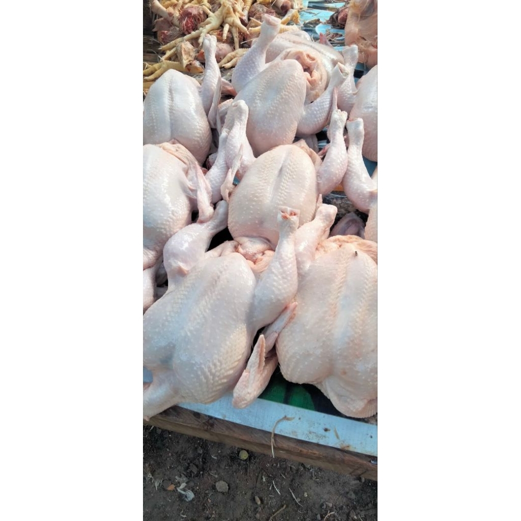 Ayam Utuh 1 ekor full