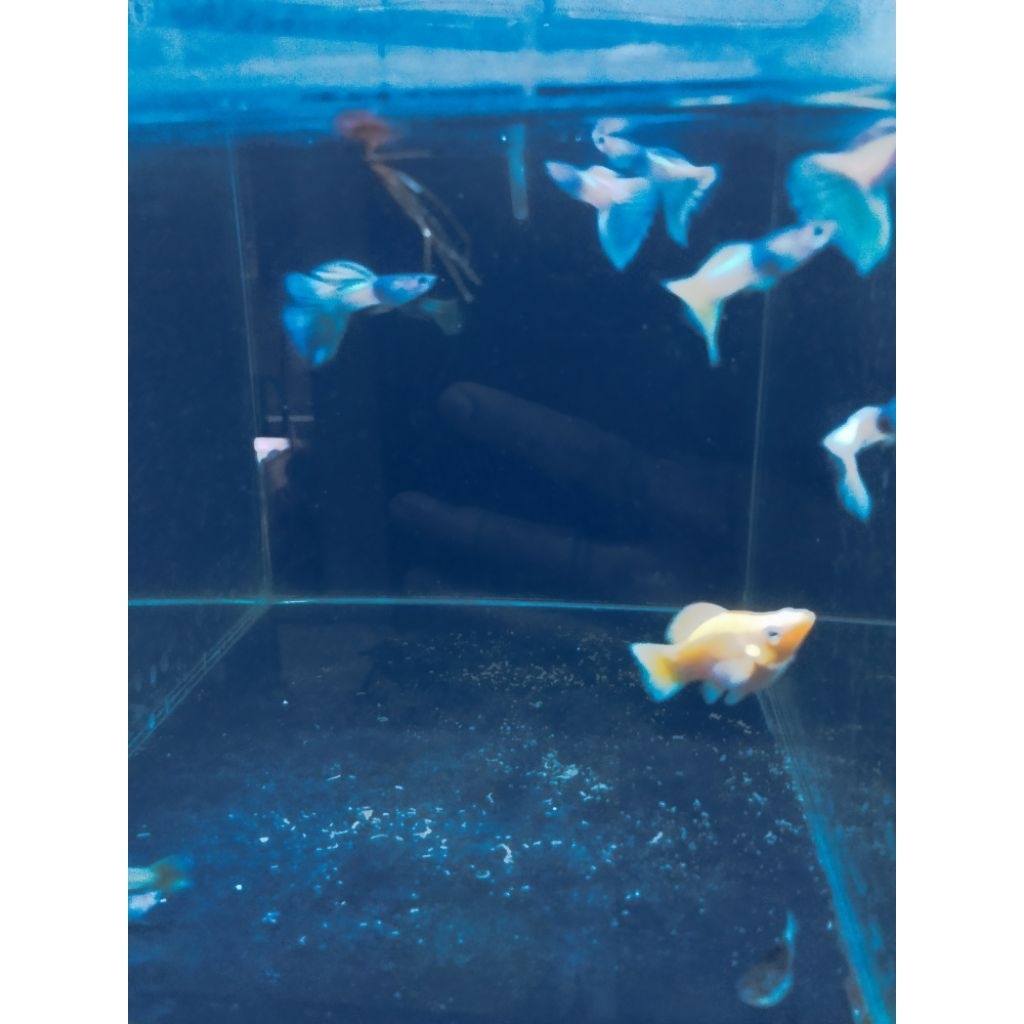 Guppy Metal Yellow Pingu