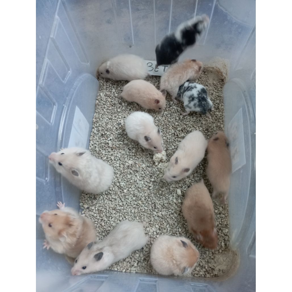 Hamster syirian domspot, yellow satin, cream black ear/KHUSUS wilayah pulau JAWA