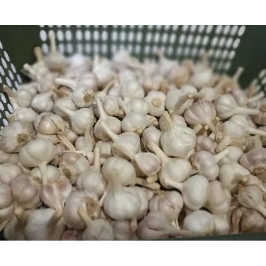 KATING bawang putih kating 1kg