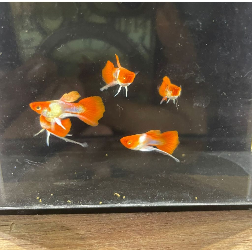 sticker guppy blonde koi short body ribbon. SEPASANG, kualitas tinggi grade A