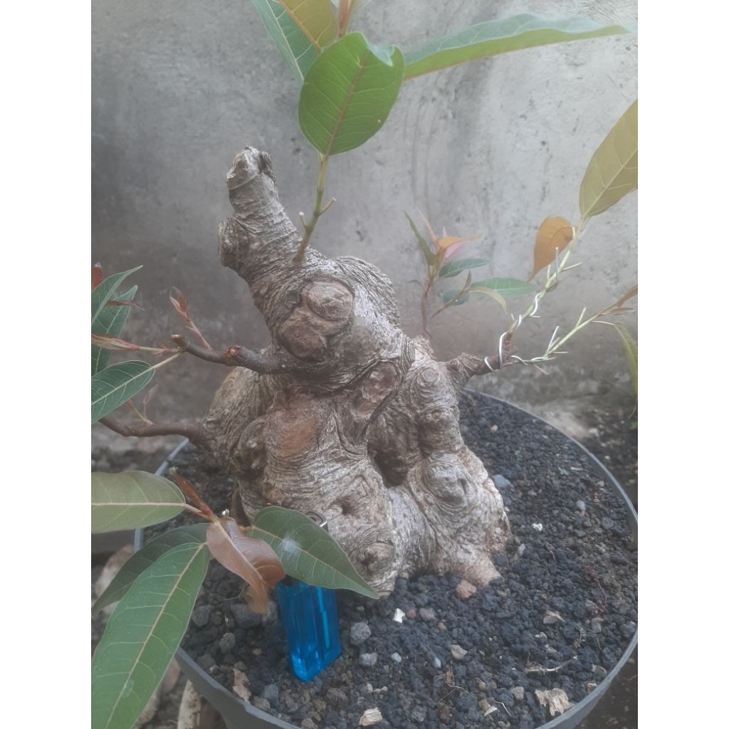 Bonsai Bahan Bunut Pucuk Merah Bogel Sesuai Foto
