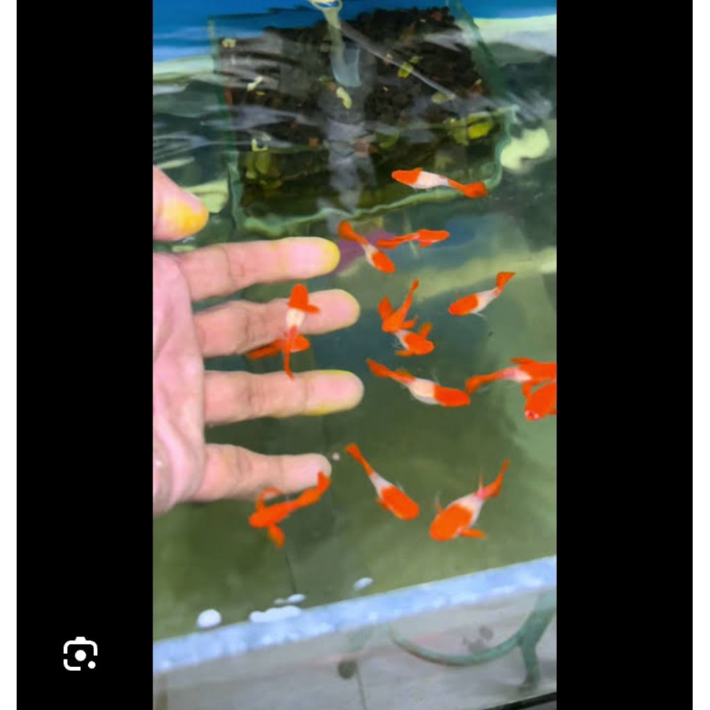 GUPPY KOI RED EAR ALBINO