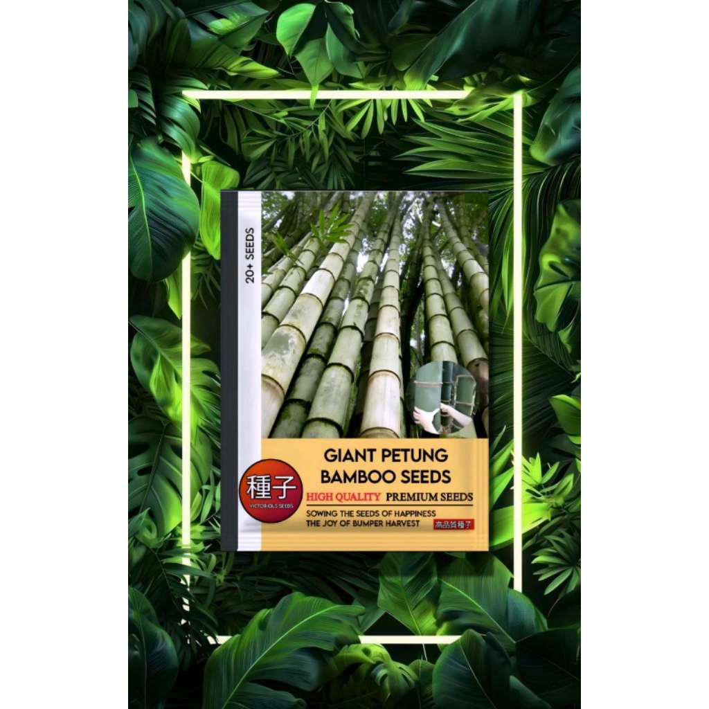 1Pak isi Biji Benih Tanaman Bambu Raksasa Hijau F1 Import / Benih Bambu / Biji Bambu / Bambu Raksasa