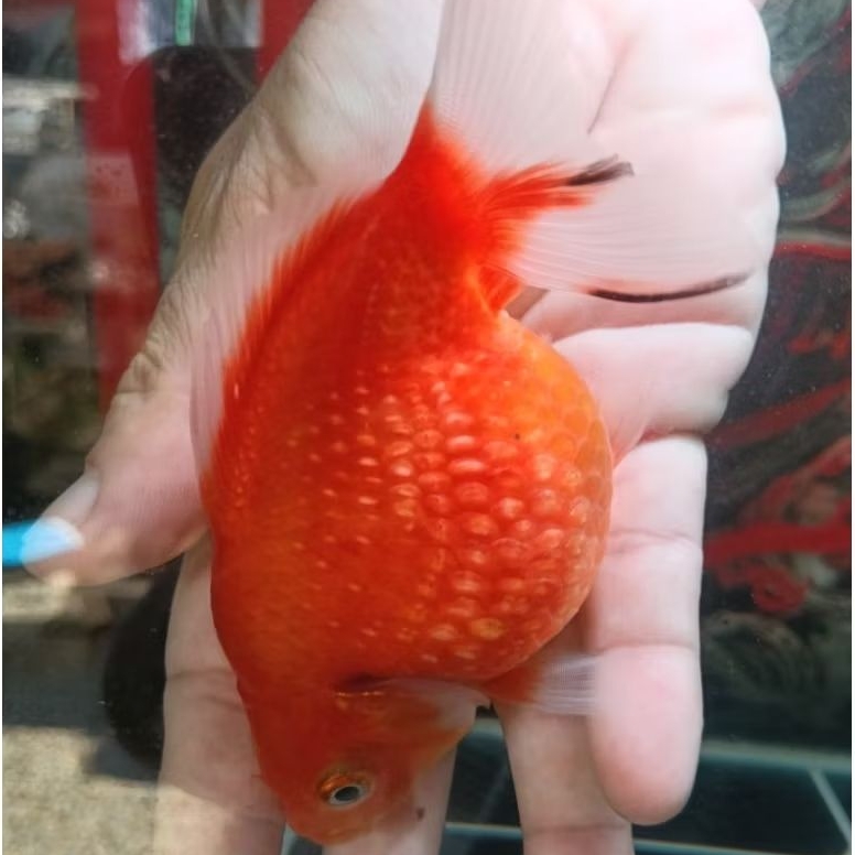 ikan hias koki mutiara tikus size jumbo
