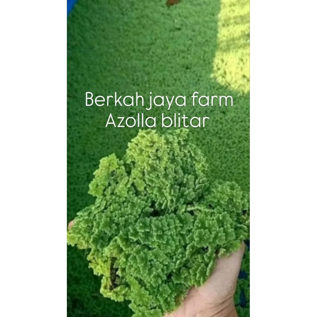 Azolla micropyilla Segar 1 kg bibit tanaman air  buat pakan alternatif ikan lele gurame nila