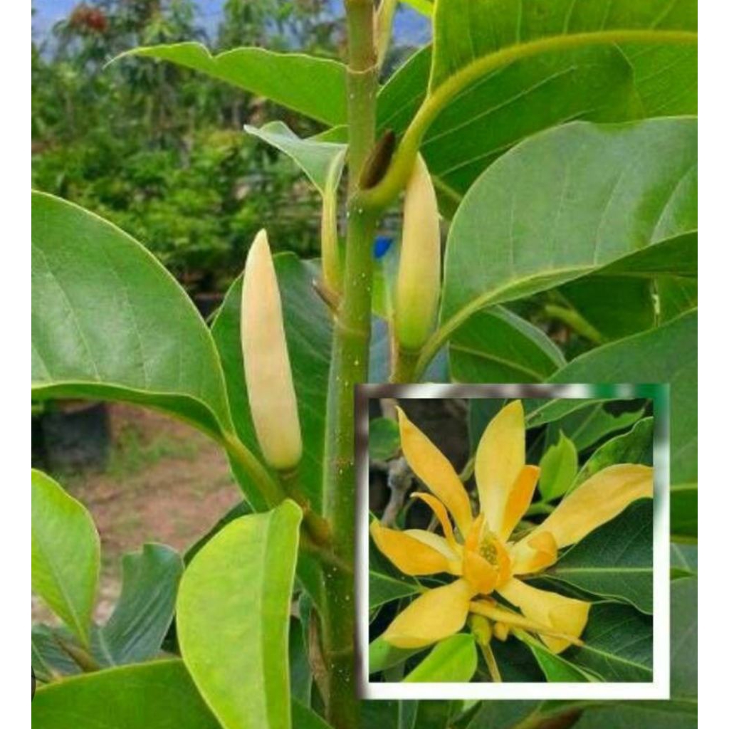 Paket 4 Pohon Kantil Kuning/ Pohon Kantil Kuning/ Tanaman Kantil Bunga Kuning/ Tanaman Cempaka/ Poho