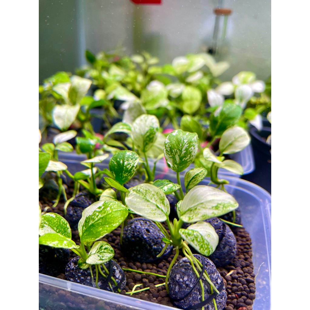 Anubias
