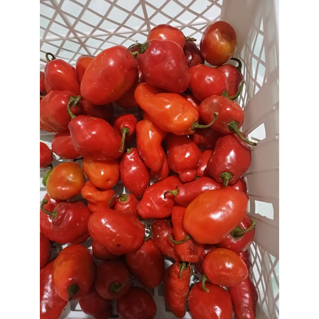 cabe gendot / Cabai gendot full merah