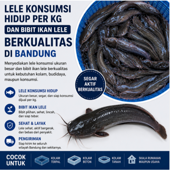 Lele Konsumsi Hidup Per Kg dan Bibit Ikan Lele Berkualitas di Bandung
