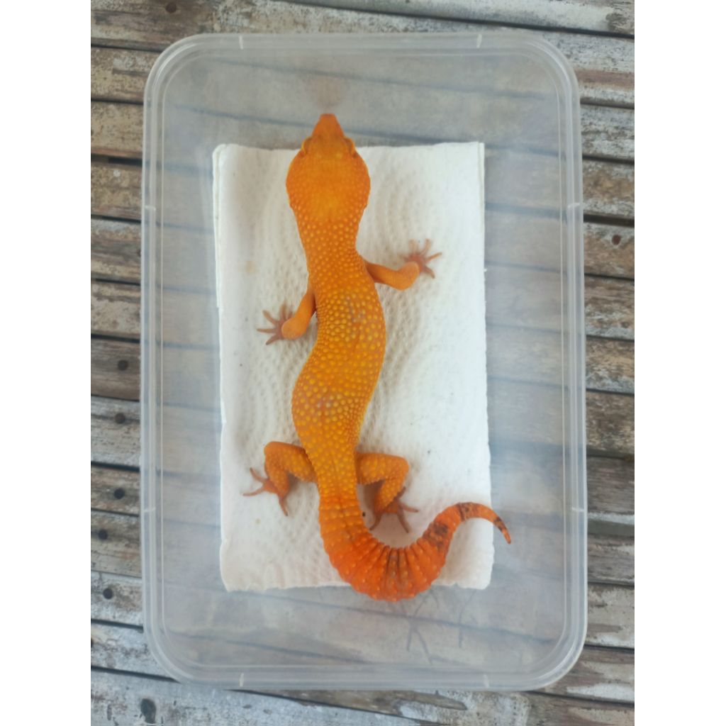 MAINAN GECKO SUNGLOW POSS GIANT FULL CT ADULT SESUAI FOTO