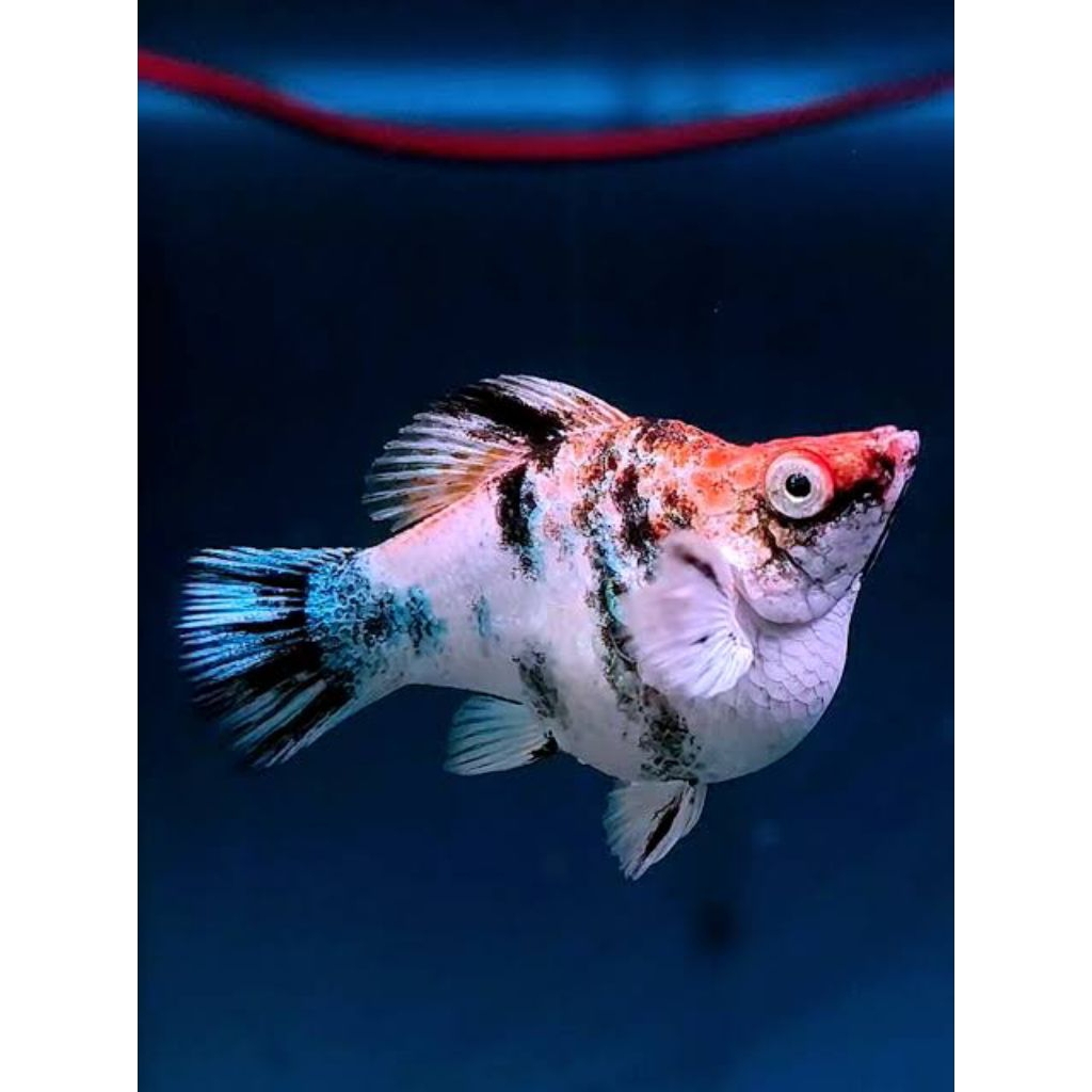 (Hiasan Aquarium)Molly Red Head RoundTail Balon (Baby 1,5 bulan Up)