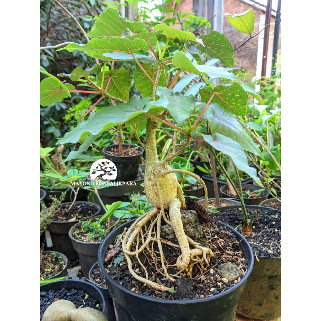 Ficus Petiolaris seedling Caudex plant bonsai
