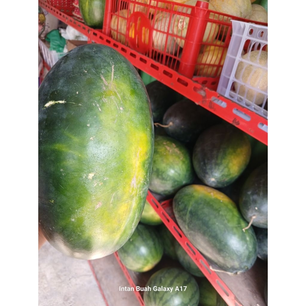 semangka inul kuning