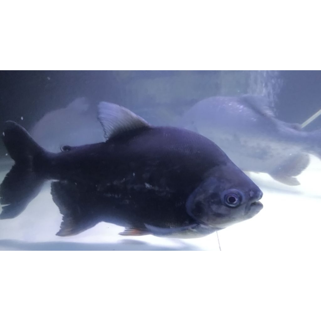 Ikan Bawal air Tawar mirip piranha
