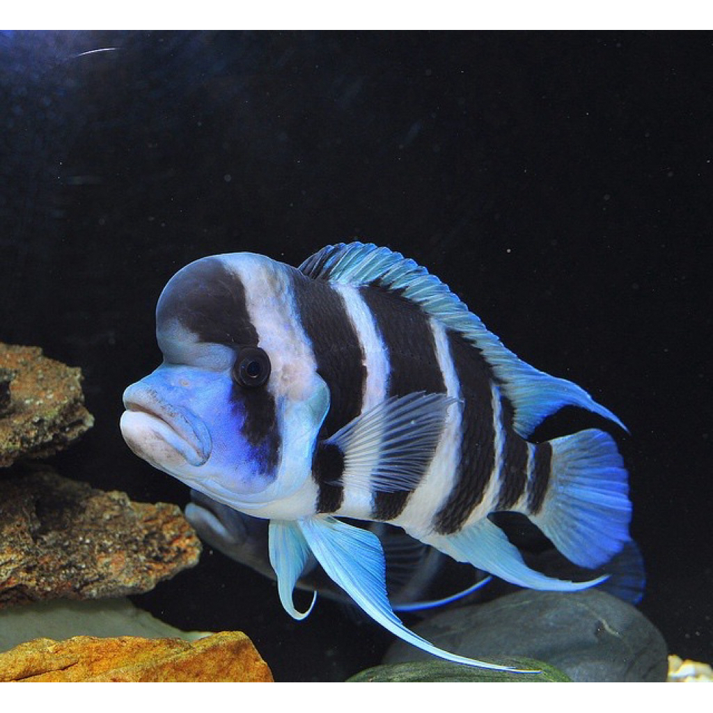 ikan hias frontosa burundi 15-17cm
