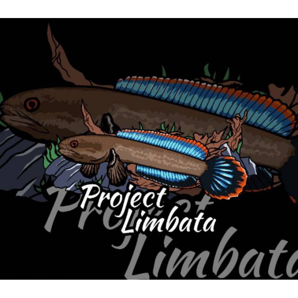 stiker channa limbata rim tebal murah