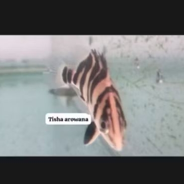 datz sumatera Tiger fish datz