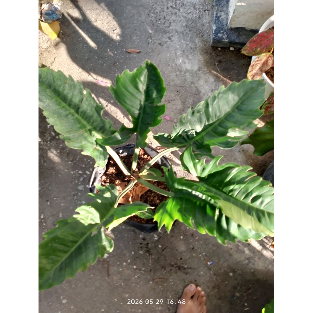 Philo Green Saw besar