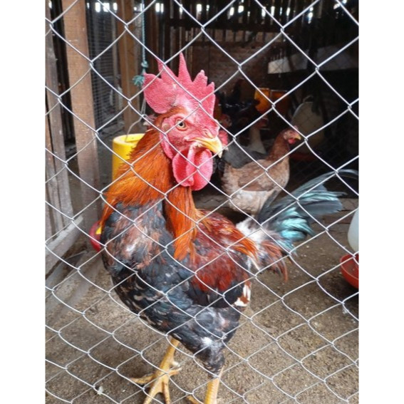 TELUR FERTIL AYAM KUB JANAKA - GALUR MURNI TELUR TETAS AYAM KUB JANAKA