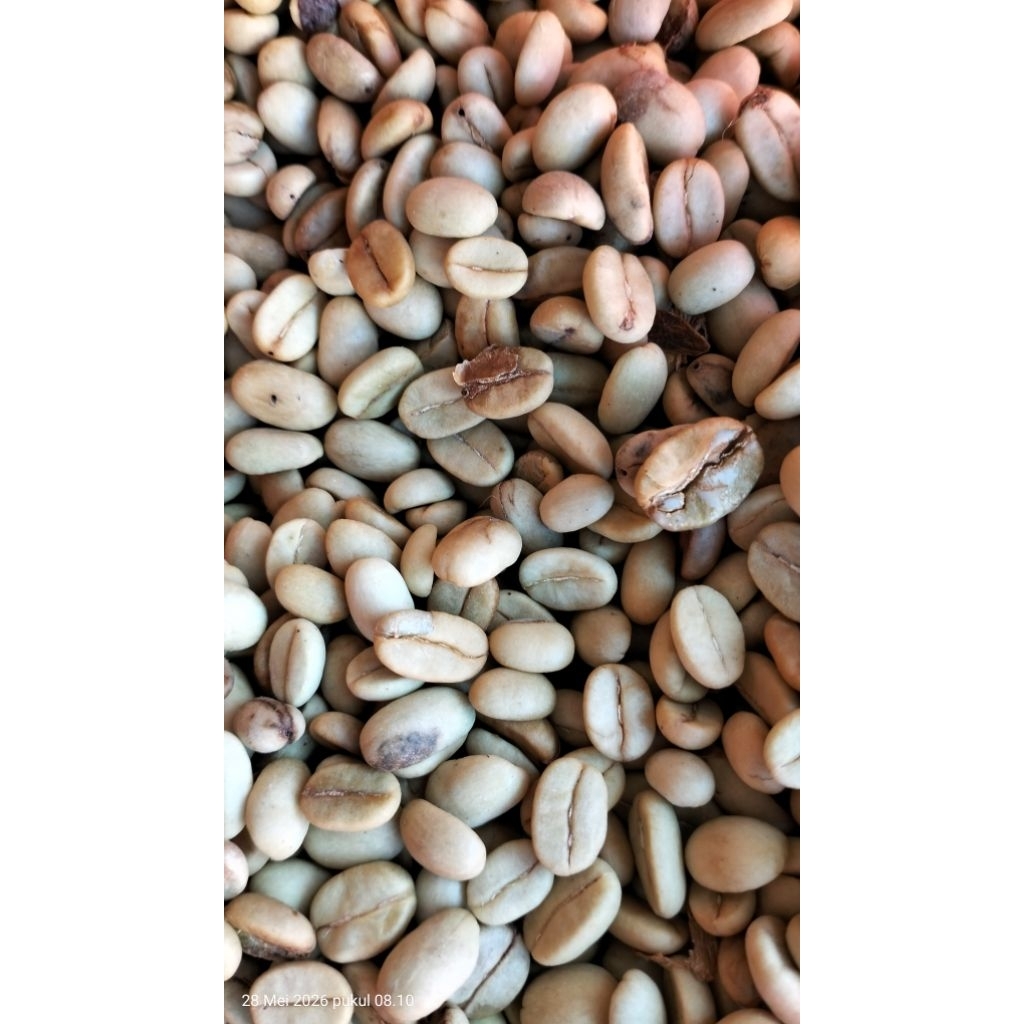 Gabah Kopi Kabanjahe Premium | Kopi Arabica/Robusta Asli Karo Sumatera Utara | Biji Kopi Mentah Berk