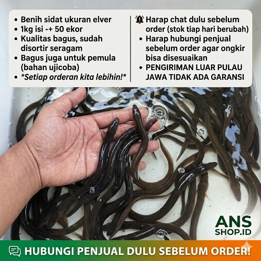 bibit sidat elver 1kg