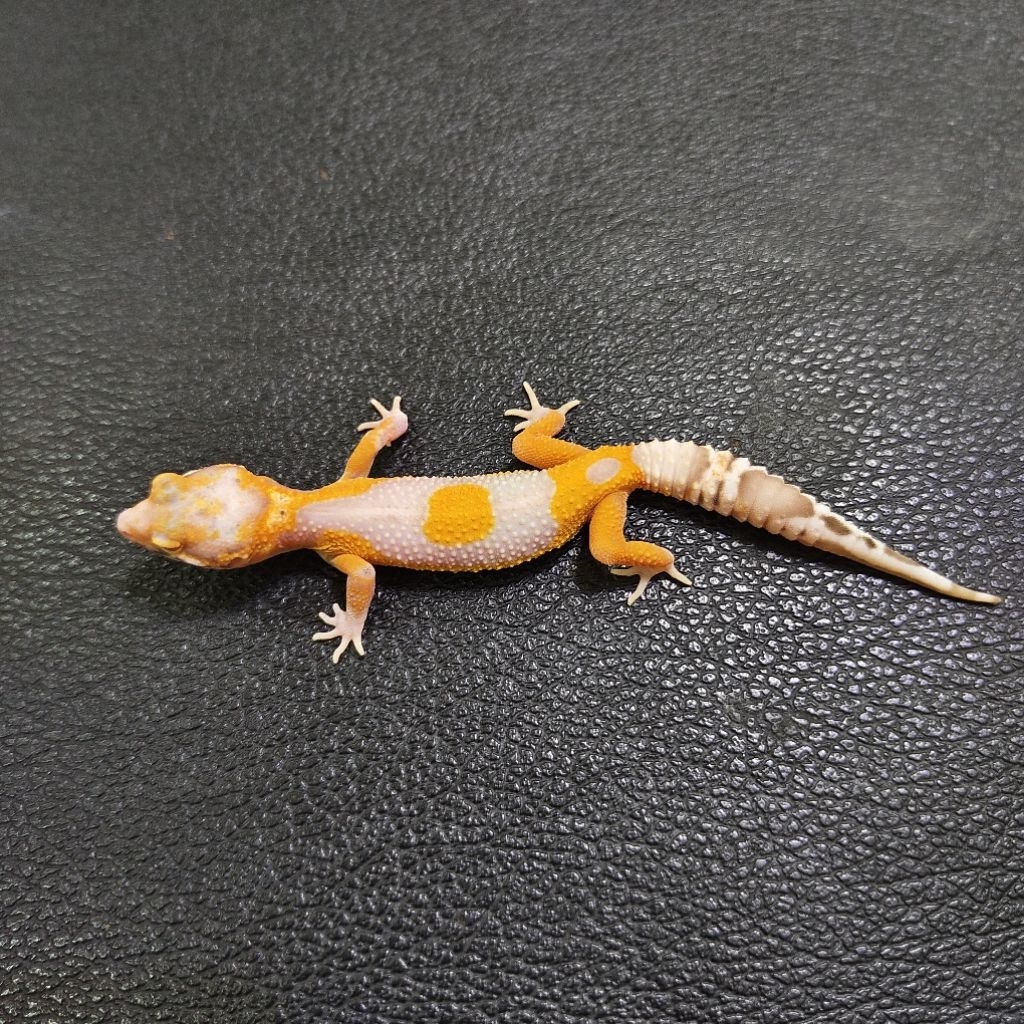 (LG) gecko leopard tangerine bell minus